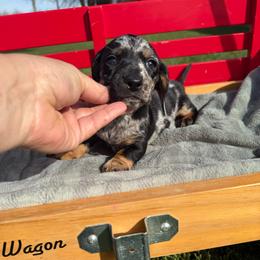 Dapple m - Dapple male Dachshund puppy in Manteca, California from Sweet and Low Dachshunds