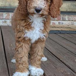 Goldendoodles and Poodles from Gorgeous Goldendoodles