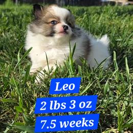 Boy 1 - Cream sable parti male Pomeranian puppy in Davenport, Washington from Lovely Ladies and Little Asses Miniature Equines (L3A Pomeranians & Papillons)