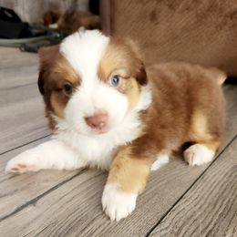 Miniature Australian Shepherd and Toy Australian Shepherd Puppies from Kinsley's Cuties & SouthPaw Creations