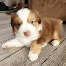 Miniature Australian Shepherd and Toy Australian Shepherd Puppies from Kinsley's Cuties & SouthPaw Creations