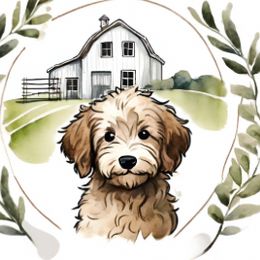 Aussiedoodles and Australian Mountain Doodles from Olive’s Little Farmhouse Doodles