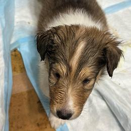 Holly - Sable and white female Collie puppy in Richmond, Kentucky from Puppy Dog City