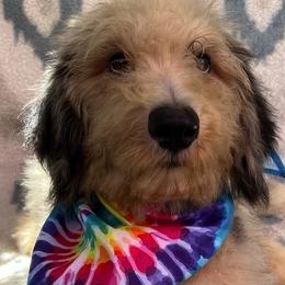 Boy 8 - Blue merle male Aussiedoodle puppy in Punta Gorda, Florida from Blitzenhaus Working Dogs-Home of the Working Czech Shepherd and Rottweiler and Splash of Color Aussiedoodles