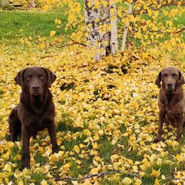 Chesapeake Bay Retrievers from Adams Nenana Fars