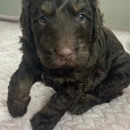 Coco - Chocolate female Labradoodle puppy in Lowville, New York from Adirondack Labradoodles