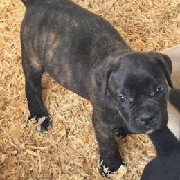 Bella-Brindle Girl - Chestnut brindle female Cane Corso puppy in Compton, California from Urban League Cane Corso