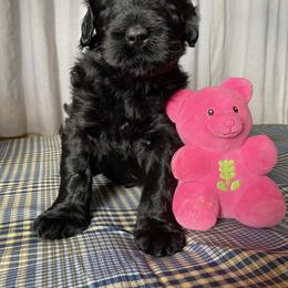 Girl 1 - Black female Black Russian Terrier puppy in Oklahoma from Ter’Avalon Kennel