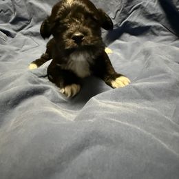 General - Tri-color male Coton de Tulear puppy in Boise, Idaho from Avana Cotons