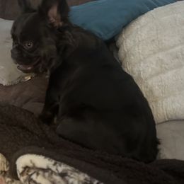 Lainey - French Bulldog