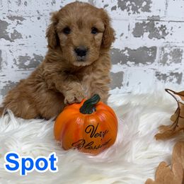 Spot - Apricot male Goldendoodle puppy in Nortonville, Kentucky from Deb’s KY Doodles