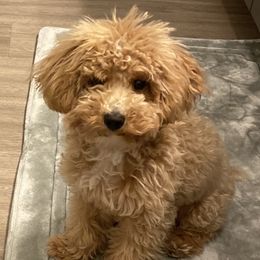 Esquire - Poodle