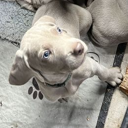 Vizsla and Weimaraner Puppies from Midwest Dream