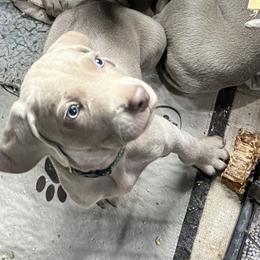 Vizsla and Weimaraner Puppies from Midwest Dream