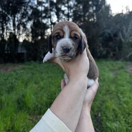 Leonardo - Black brown and white male Basset Hound puppy in El Sobrante, California from Happy Hills Bassets