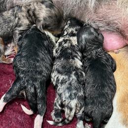 Aussiedoodles from Blue Eyes Aussies