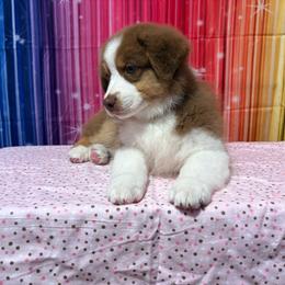 Green collar Girl - Red tri-color female Australian Shepherd puppy in Castle Rock, Washington from Zoolo Kennels “HOF”