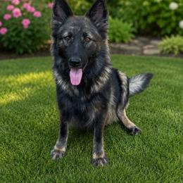 Queen - Sable female German Shepherd puppy in London, Kentucky from Kentucky Bluegrass Wirehair Dachshunds