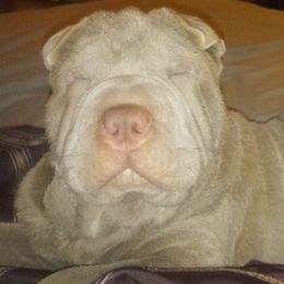 Chinese Shar-Pei from Coast2Coast Sharpei