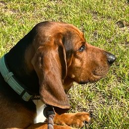 Hank - Basset Hound