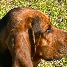 Hank - Basset Hound