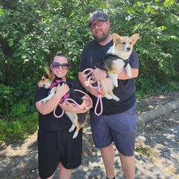 Pembroke Welsh Corgi Puppies from Pinkyella Corgis