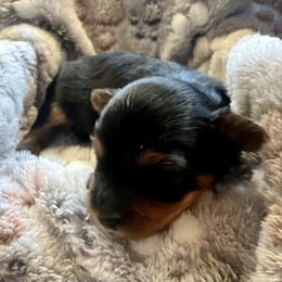 Pixie - Black and gold female Yorkshire Terrier puppy in Crossville, Tennessee from Lil Britches Yorkies