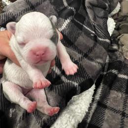 Blue Pie Splash Girl 2 - Blue female Boston Terrier puppy in Coopertown, Tennessee from Toon’s Boston Terriers