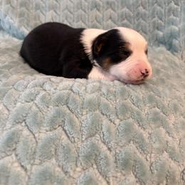 Raspberry pie - Black tri female Miniature American Shepherd puppy in Groesbeck, Texas from Epic Miniature American Shepherds