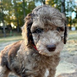 Red Boy - Merle male Goldendoodle puppy in Huntsville, Alabama from Winchester Doodles