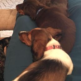 Dachshunds from Teresa Depue's Dachshunds
