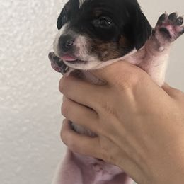 Guy - Piebald male Dachshund puppy in Conroe, Texas from R&M Dachshunds