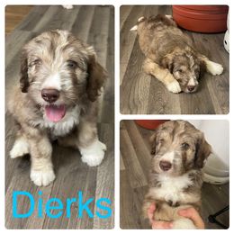 Aussiedoodle and Bordoodle Puppies from Holland Hilltop Farm