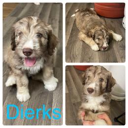 Aussiedoodle and Bordoodle Puppies from Holland Hilltop Farm
