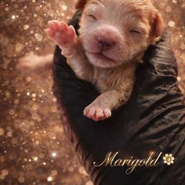 Marigold - Champagne female Maltipoo puppy in Tuscola, Illinois from Dream on puppies