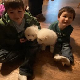 Samoyed Puppies from Cascade Samoyeds