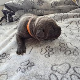 Orange collar - Gray brindle male Cane Corso puppy in Cottonport, Texas from Sweet Cane Corsos