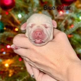 Boy 5 - Yellow male Labrador Retriever puppy in Brooksville, Florida from Lonestar Labradors C&E