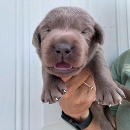 Silver - Chocolate male Labrador Retriever puppy in Newton Grove, North Carolina from Wayalife Labradors & Gsp’s
