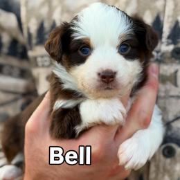 Bell - Red tri female Toy Australian Shepherd puppy in Riverton, Utah from Iron Spirit Homestead & Aussies