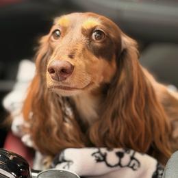 Loki - Dachshund