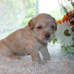 Australian Labradoodle Puppies from Windsor Creek Labradoodles