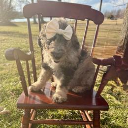 Butter - Merle female Bernedoodle puppy in Silver Lake, Indiana from ‘Mut’zger Doodles