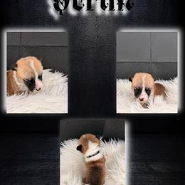 Scrim - Red male Pembroke Welsh Corgi puppy in Kiowa, Colorado from Cool Water Corgis LLC