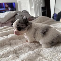 Chihuahua Puppies from Dreamy Divine Chihuahuas