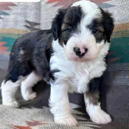 Callie - Black and white female Aussiedoodle puppy in Lebanon, Missouri from Kaitlen's Doodle Pups