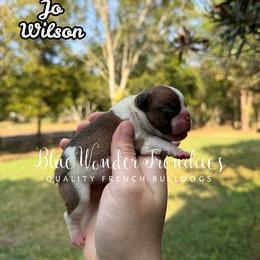 Jo Wilson - Fawn and white female French Bulldog puppy in Loxahatchee, Florida from Blue Wonder Frenchies