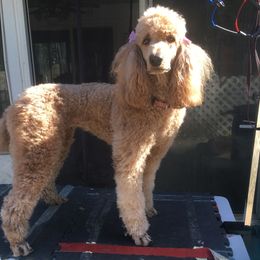 Candy - Poodle