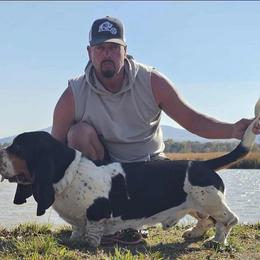 Tuff - Basset Hound