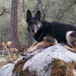 German Shepherds from Ruffhaus Kennels